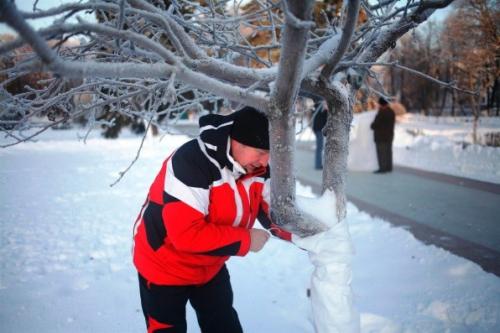 защита стволов деревьев на зиму. утепление ствола дерева