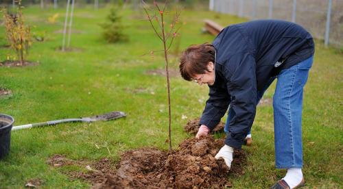 Что и как сажают осенью. Чеснок 06