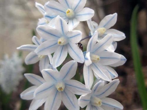 Что посадить осенью из цветов. Какие цветы сажают осенью