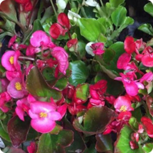 Что посадить в тени за домом. ТЕНЕВЫНОСЛИВЫЕ ЦВЕТЫ ДЛЯ ДАЧИ