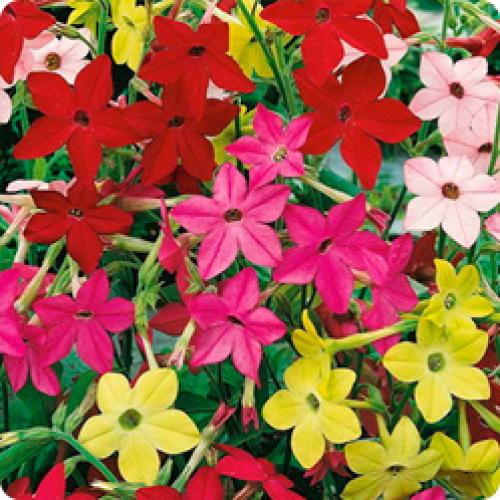 Что посадить в тени за домом. ТЕНЕВЫНОСЛИВЫЕ ЦВЕТЫ ДЛЯ ДАЧИ