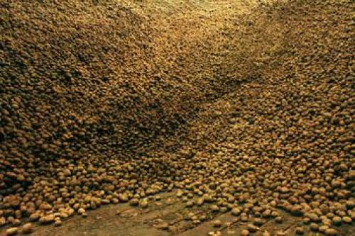 Можно ли хранить картошку в мешках из под сахара. Хранение картофеля россыпью