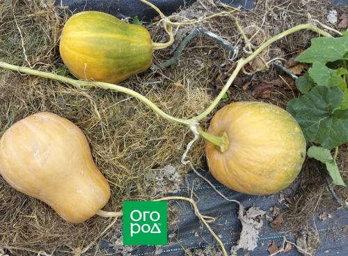 Время для сборки: когда убирать тыквы на хранение и как добавить их в блюда 01