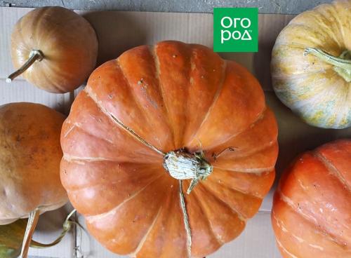 Время для сборки: когда убирать тыквы на хранение и как добавить их в блюда 04