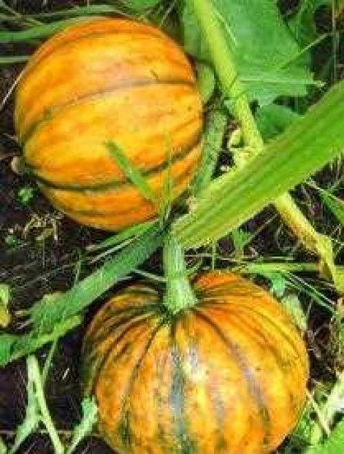 Подберу тыкву на Урале: лучшие рецепты и советы 04 Подберу тыкву на Урале: лучшие рецепты и советы 04