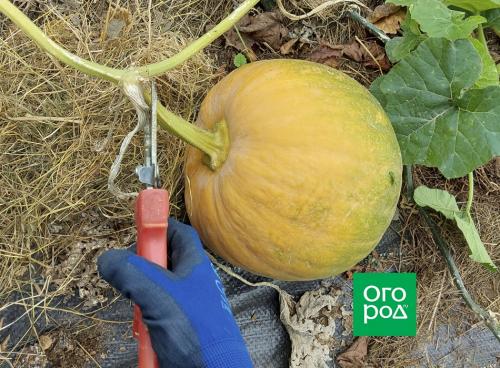 Время для сборки: когда убирать тыквы на хранение и как добавить их в блюда 02