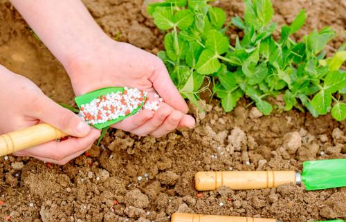 Чем удобрить землю перед посадкой. Подкормка весной – виды удобрений для сада и огорода