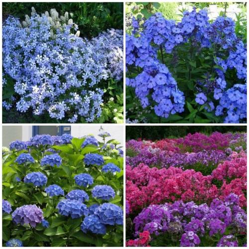 Что лучше сажать осенью. Что сажать осенью на даче: 7 советов огородникам (38 фото)