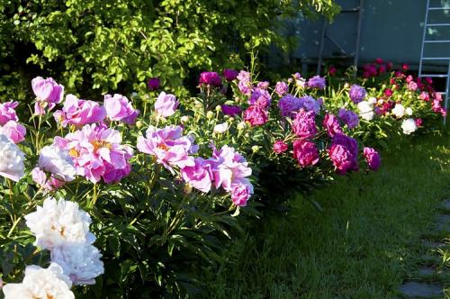 Что лучше сажать осенью. Что сажать осенью на даче: 7 советов огородникам (38 фото)