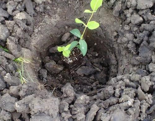 Что лучше сажать осенью. Что сажать осенью на даче: 7 советов огородникам (38 фото)