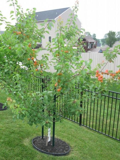 Что лучше сажать осенью. Что сажать осенью на даче: 7 советов огородникам (38 фото)