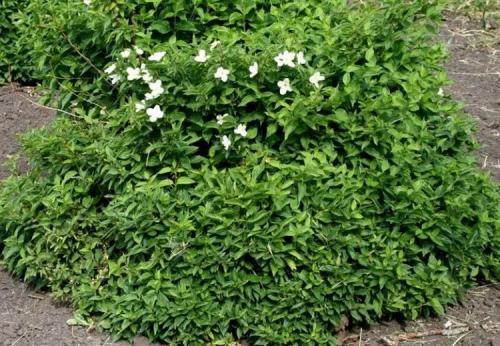 Что лучше сажать осенью. Что сажать осенью на даче: 7 советов огородникам (38 фото)