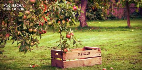 Когда лучше сажать весной или осенью. Самое подходящее время 03