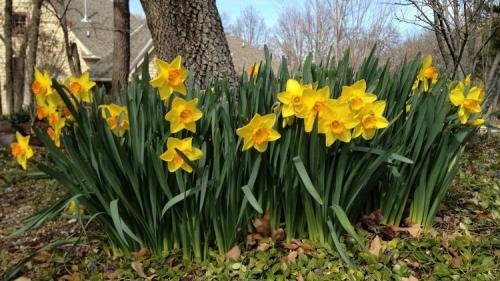 Что лучше сажать осенью. Что сажать осенью на даче: 7 советов огородникам (38 фото)