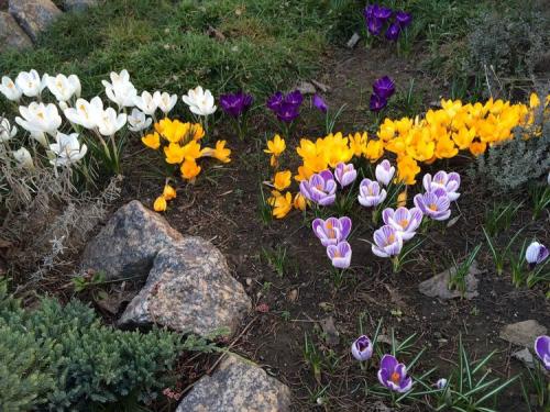 Что лучше сажать осенью. Что сажать осенью на даче: 7 советов огородникам (38 фото)