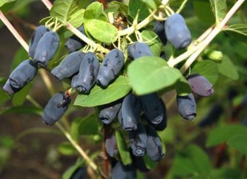 Что лучше сажать осенью. Что сажать осенью на даче: 7 советов огородникам (38 фото)