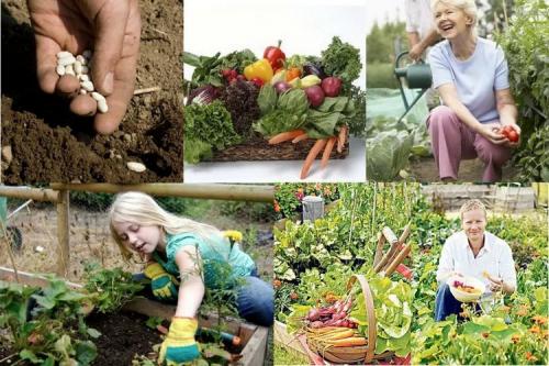 Что лучше сажать осенью. Что сажать осенью на даче: 7 советов огородникам (38 фото)