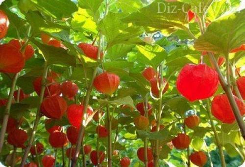 Посадка и пересадка растений осенью. Посадка луковичных растений осенью 09