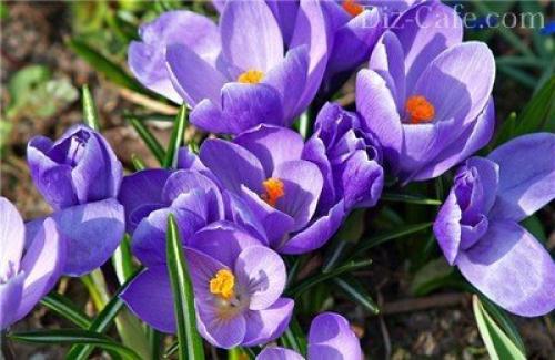 Посадка и пересадка растений осенью. Посадка луковичных растений осенью 05