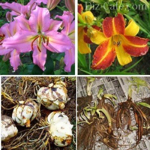 Посадка и пересадка растений осенью. Посадка луковичных растений осенью 07