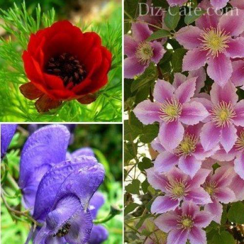 Посадка и пересадка растений осенью. Посадка луковичных растений осенью 04