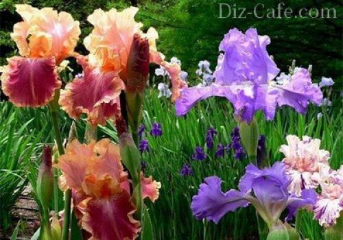 Посадка и пересадка растений осенью. Посадка луковичных растений осенью 06