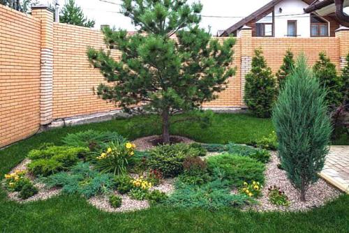 Посадка хвойных осенью. Посадка хвойных растений осенью и уход за ними: все, что нужно знать садоводу