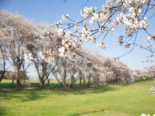 Когда сажать хвойники и плодовые деревья. Какие хвойные растения выбрать для сада 06