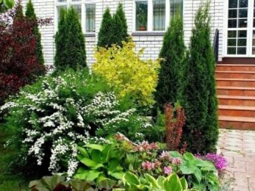 Когда сажать хвойники и плодовые деревья. Какие хвойные растения выбрать для сада 02