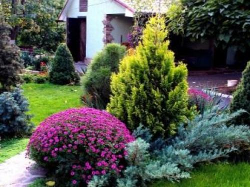 Когда сажать хвойники и плодовые деревья. Какие хвойные растения выбрать для сада 04