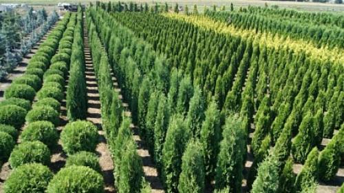 Уроки посадки плодовых деревьев и ягодных кустарников: как начать свой сад 12