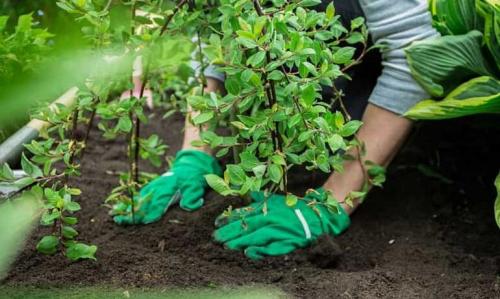 2. Подготовка почвы