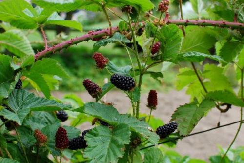 Какие плодовые деревья и ягодные кустарники лучше выбрать для посадки. Ягодные кустарники