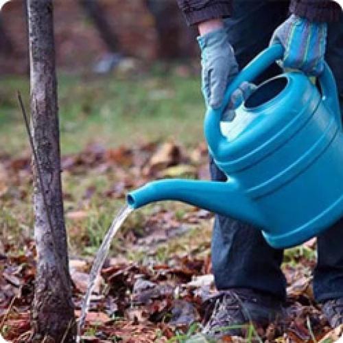 Как готовить плодовый сад к зиме. КАК ПОДГОТОВИТЬ САД К ЗИМЕ