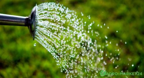 Какие растения лучше высаживать осенью