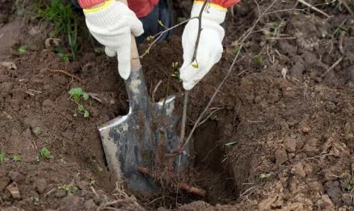 2. Подготовка почвы