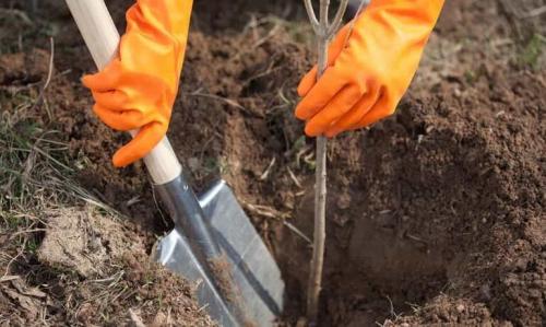 Секреты успешного садоводства: 10 основных правил посадки деревьев 21 Секреты успешного садоводства: 10 основных правил посадки деревьев 21