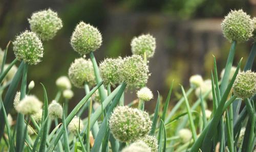 Как защитить тенелюбивые овощи от вредителей и болезней