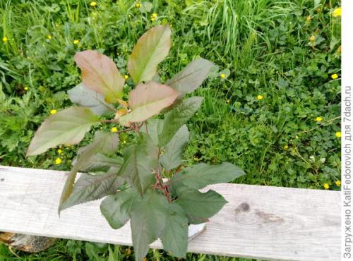 Как правильно закапывать деревья при посадке. Посадка саженца плодового дерева. Упрощенный, но эффективный вариант. Мастер-класс для новичков