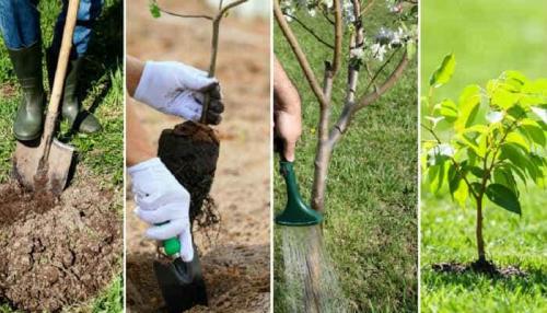 Секреты успешного садоводства: 10 основных правил посадки деревьев 25 Секреты успешного садоводства: 10 основных правил посадки деревьев 25