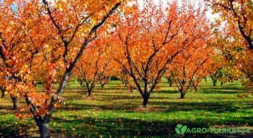 Полезные советы для успешного выращивания саженцев осенью 02 Полезные советы для успешного выращивания саженцев осенью 02