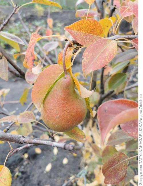 Какие работы необходимо выполнять в плодовом саду осенью