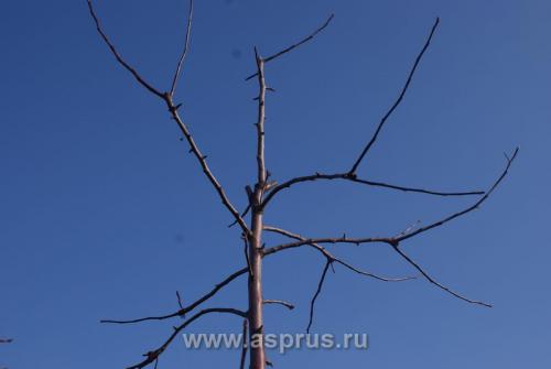 2. Подготовка почвы