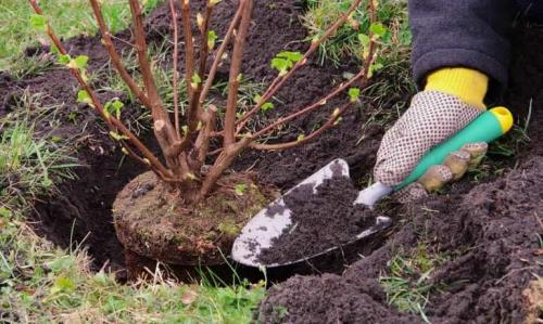 Секреты успешного садоводства: 10 основных правил посадки деревьев 22 Секреты успешного садоводства: 10 основных правил посадки деревьев 22