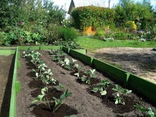 Тонкости посадки клубники. Лучшие предшественники садовой земляники