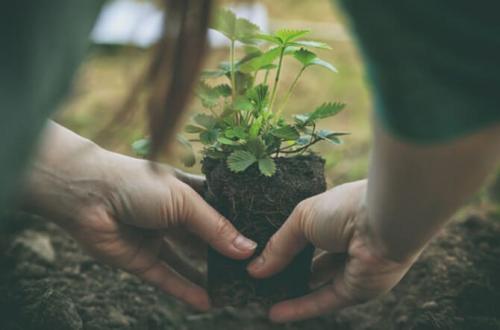 Посадка клубники в августе. Как правильно посадить клубнику в августе, особенности пересадки и размножения