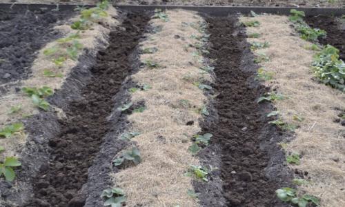 Подготовка грядок осенью. Как осенью подготовить грядки