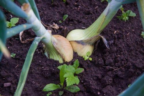 Подготовка грядок осенью. Как осенью подготовить грядки