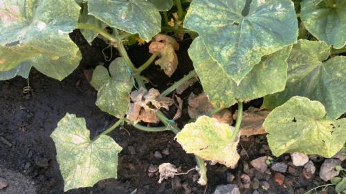 Листья огурцов желтеют и покрываются коричневыми пятнами. Причины желтых пятен на листьях огурцов и способы их лечения 13