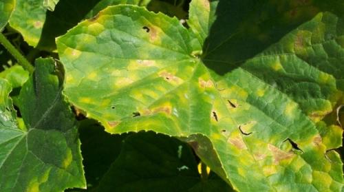 Листья огурцов желтеют и покрываются коричневыми пятнами. Причины желтых пятен на листьях огурцов и способы их лечения